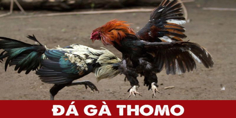 Thomo là một trong những hình thức cược đá gà phổ biến tại Fb88